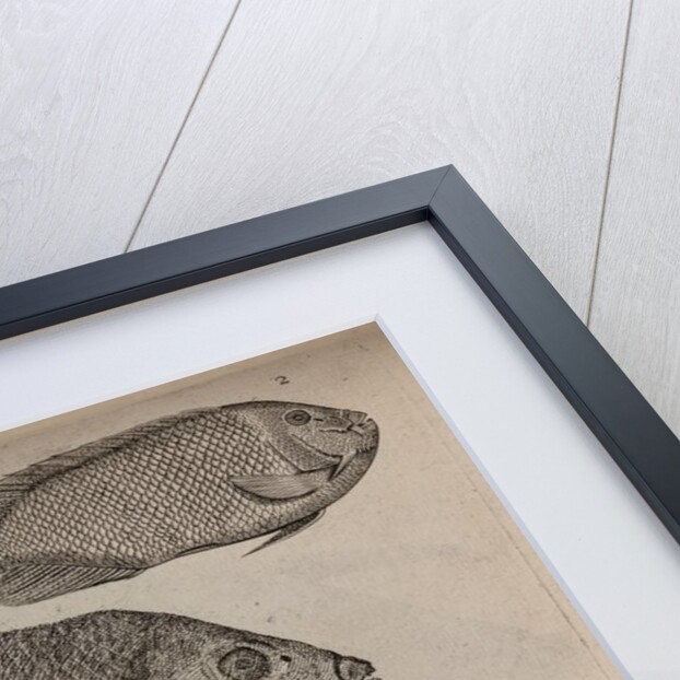 Various fish specimens by Unknown