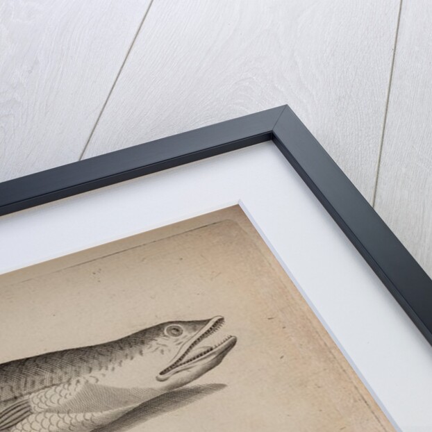 Lizardfish and pike by Unknown