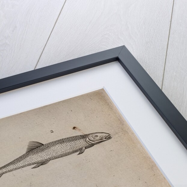 Various fish specimens by Unknown
