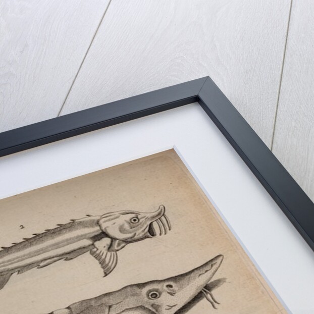 Various fish specimens by Unknown