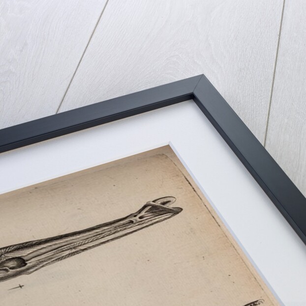 Needlefish and garfish by Unknown