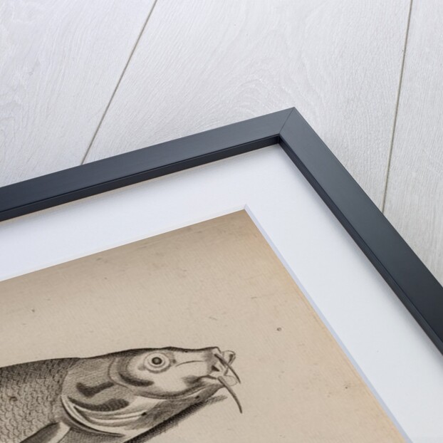 Barbel and carp by Unknown