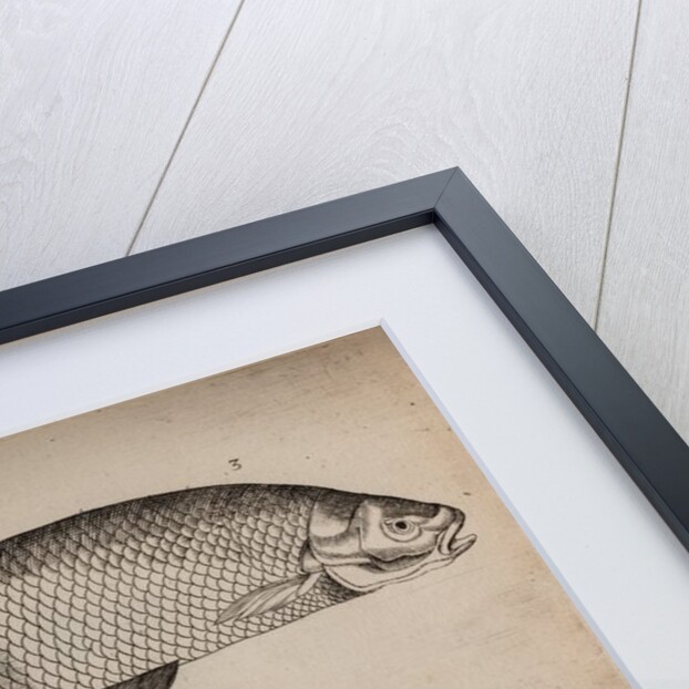 Various fish specimens by Unknown