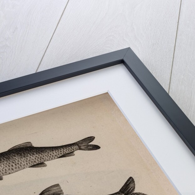 Various fish specimens by Unknown