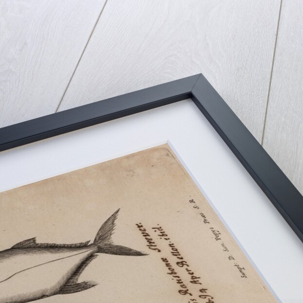 Gobioninae by Unknown