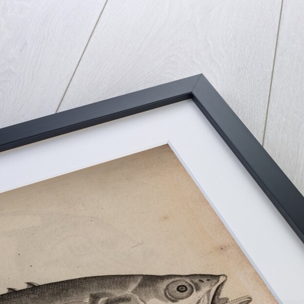 Bowfin by Unknown