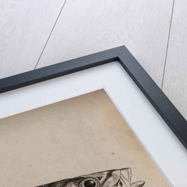 Atlantic horse mackerel by Unknown