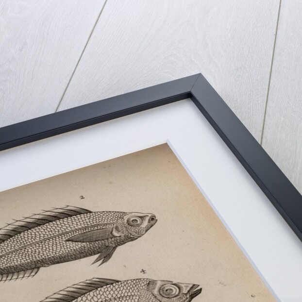 Various fish specimens by Unknown