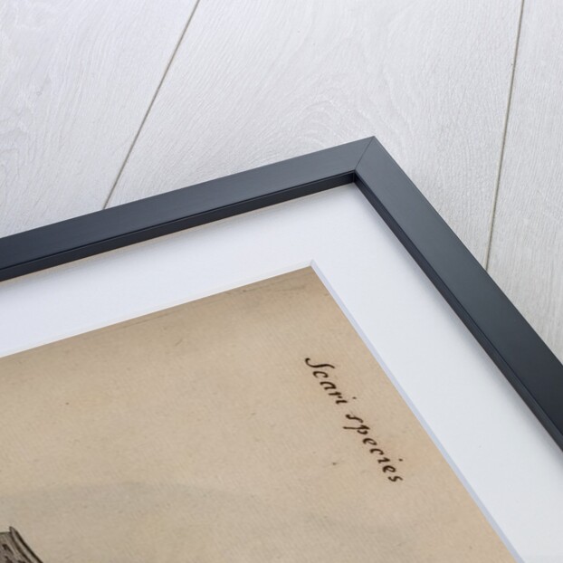 ‘Oculus coccineus’ by Unknown