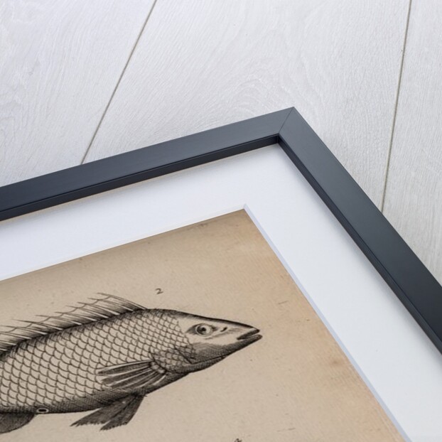 Various fish specimens by Unknown
