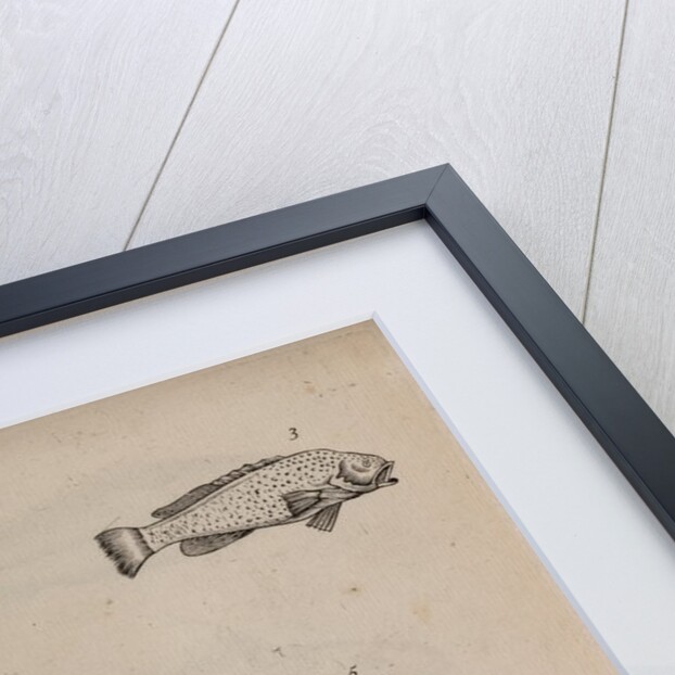 Various fish specimens by Unknown