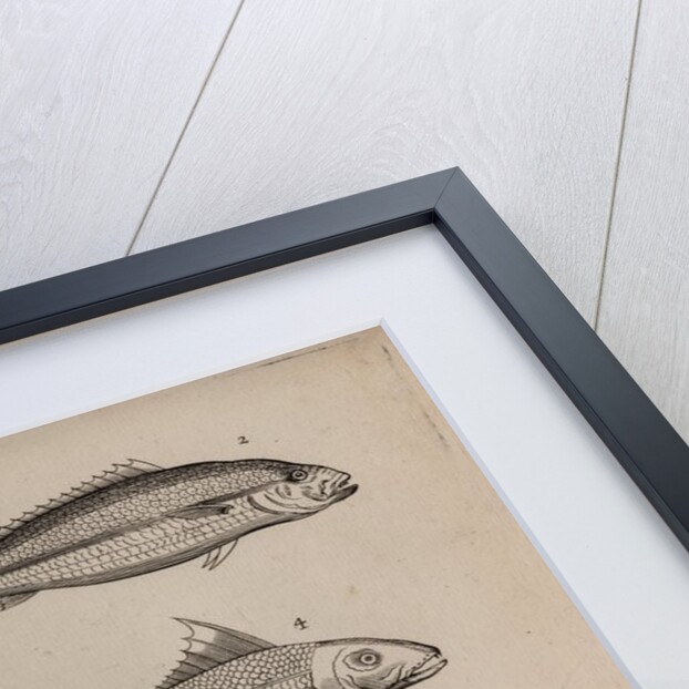 Various fish specimens by Unknown