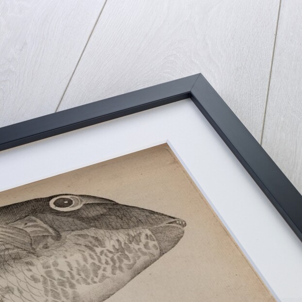 Three fish specimens by Unknown