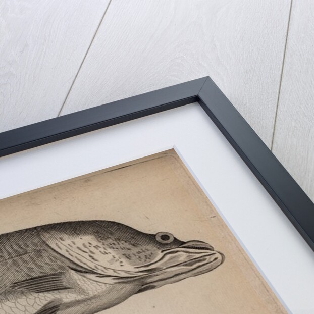 Three fish specimens by Unknown