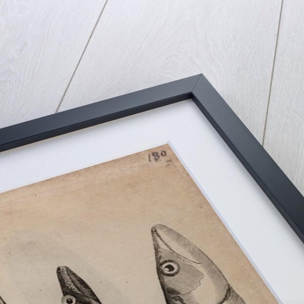 Various fish specimens by Unknown