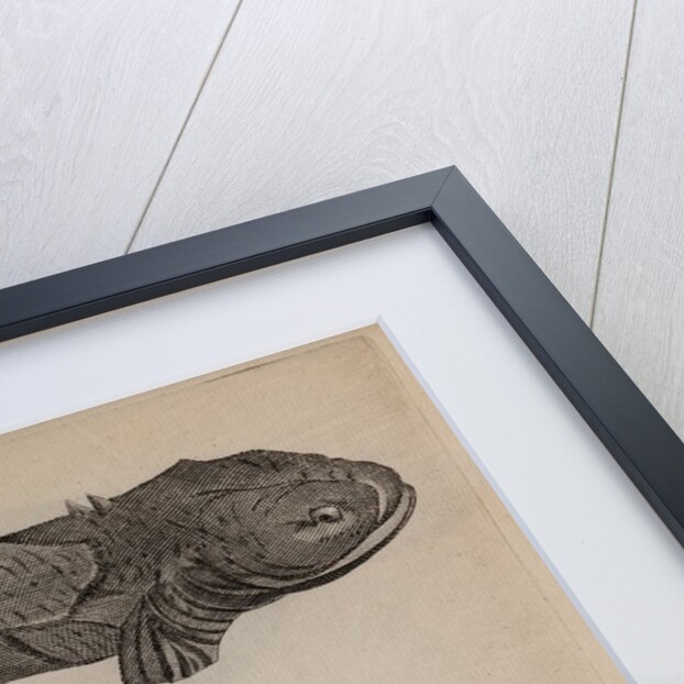 Various fish specimens by Unknown