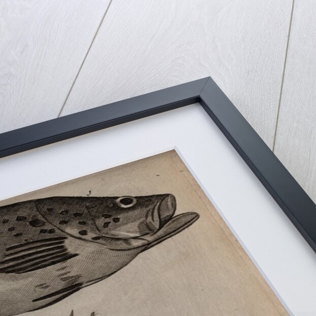 Various fish specimens by Unknown