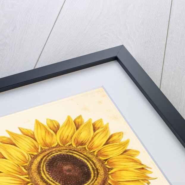 Helianthus by Johann Sebastian Müller