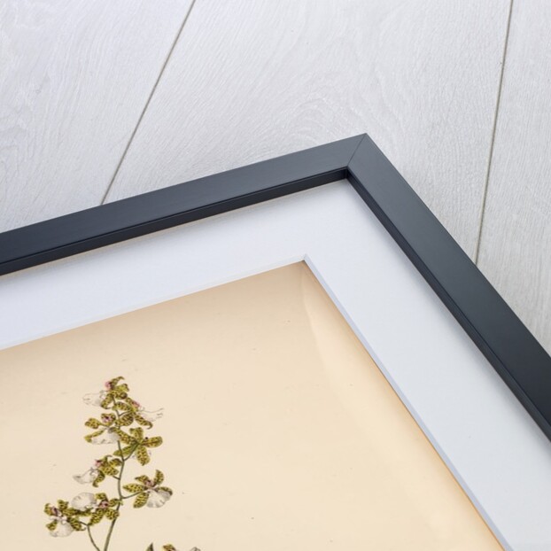 Oncidium leucochilum by Maxim Gauci after Sarah Anne Drake