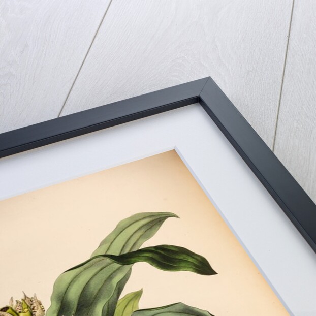 Catasetum maculatum by Maxim Gauci after Sarah Anne Drake