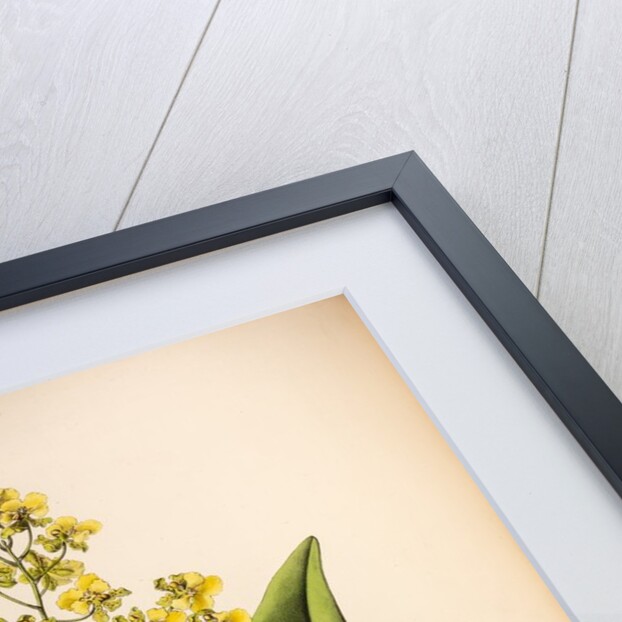 Oncidium cavendishianum by Maxim Gauci after Sarah Anne Drake