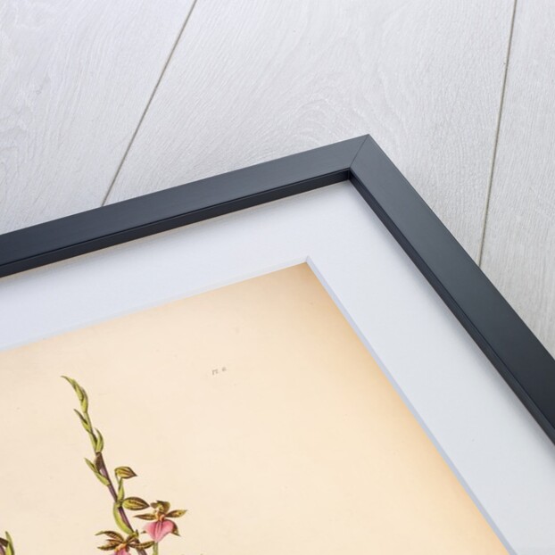 Cyrtochilum bictoniense by Maxim Gauci after Augusta Innes Withers