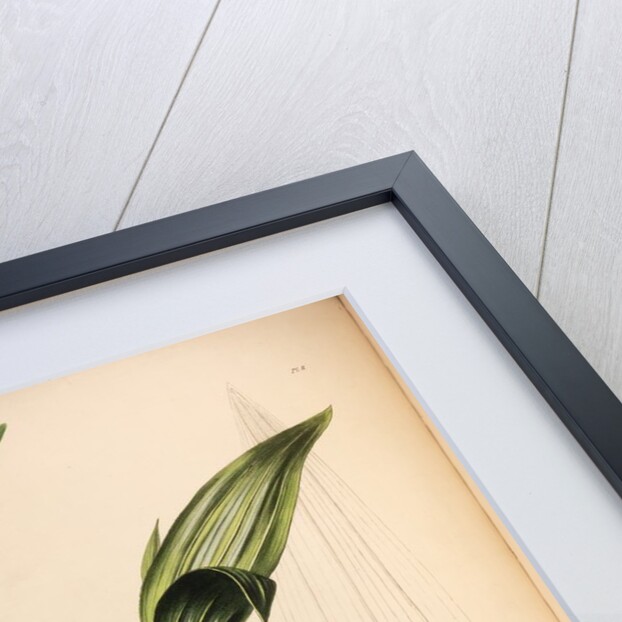 Peristeria barkeri by Maxim Gauci after Augusta Innes Withers