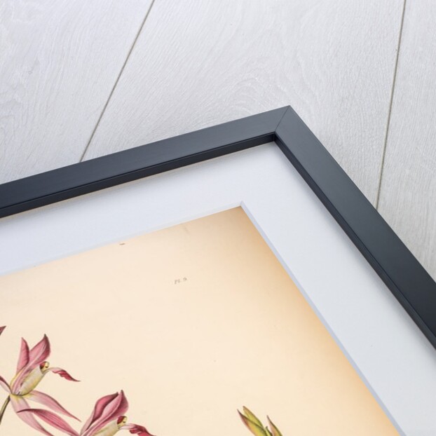 Laelia autumnalis by Maxim Gauci after Augusta Innes Withers