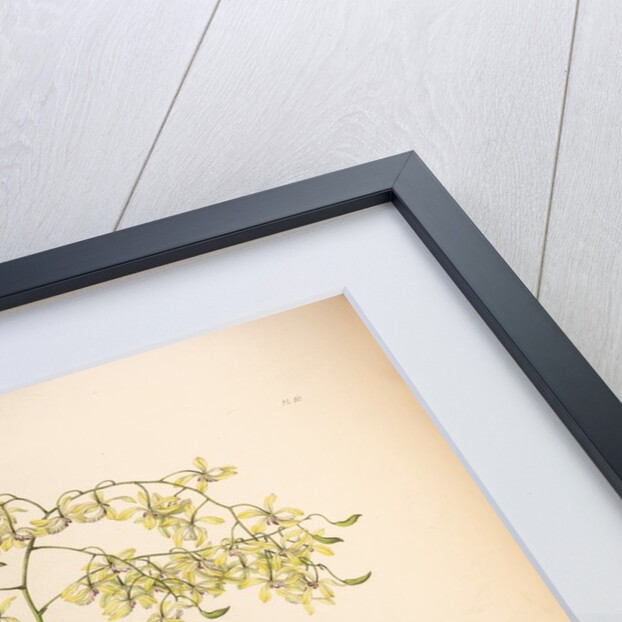 Epidendrum aromaticum by Maxim Gauci after Sarah Anne Drake