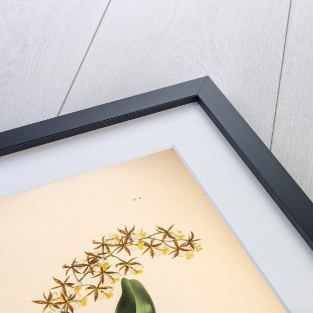 Epidendrum stamfordianum by Maxim Gauci after Augusta Innes Withers