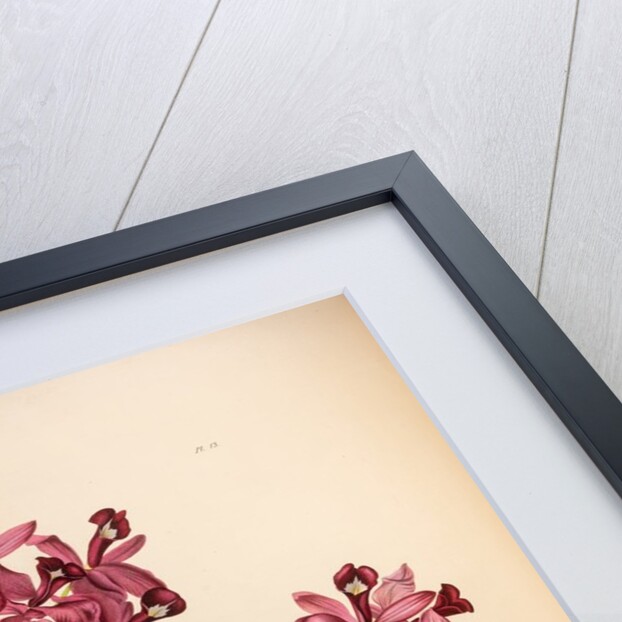 Cattleya skinneri by Maxim Gauci after Augusta Innes Withers