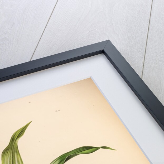 Stanhopea saccate by Maxim Gauci after Augusta Innes Withers