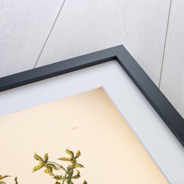 Oncidium insleayi by Maxim Gauci after Sarah Anne Drake