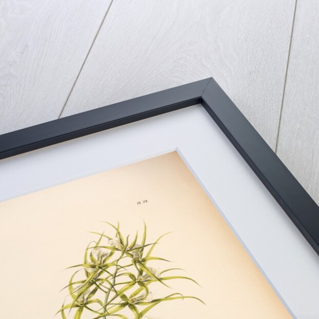 Brassia verrucosa by Maxim Gauci after Augusta Innes Withers