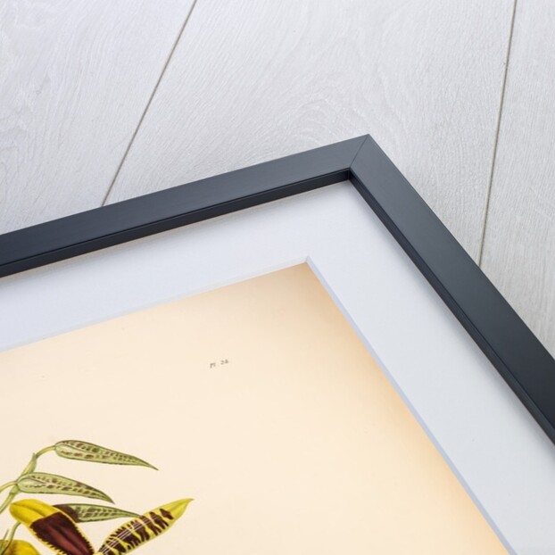 Odontoglossom grande by Maxim Gauci after Augusta Innes Withers