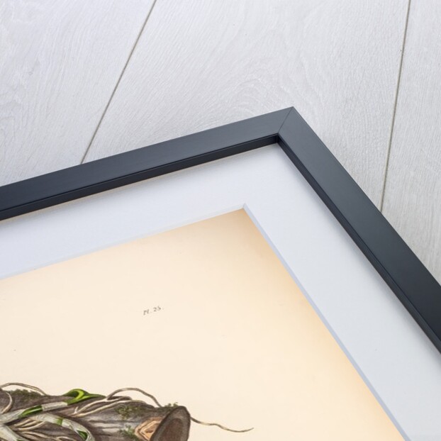 Epidendrum aloifolium by Maxim Gauci after Augusta Innes Withers