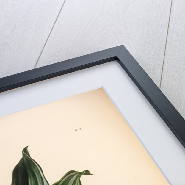 Stanhopea martiana by Maxim Gauci after Augusta Innes Withers