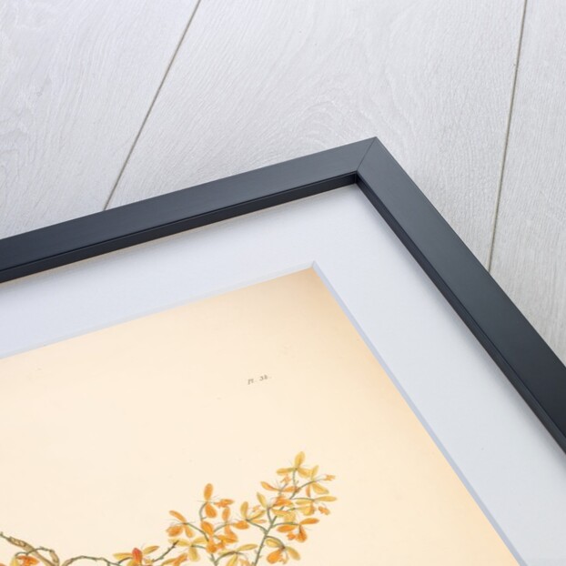 Epidendrum polyanthum by Maxim Gauci after Sarah Anne Drake