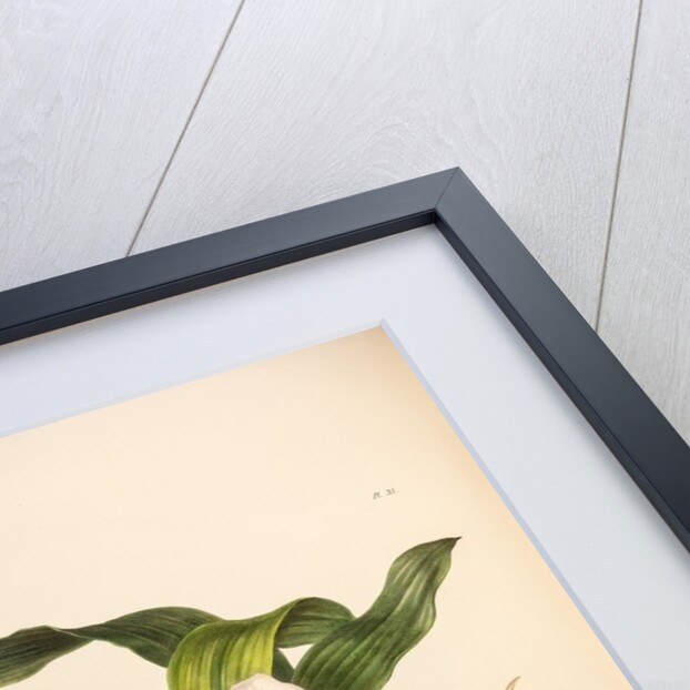 Maxillaria skinneri by Maxim Gauci after Augusta Innes Withers