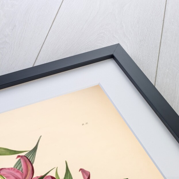 Sobralia macrantha by Maxim Gauci after Sarah Anne Drake