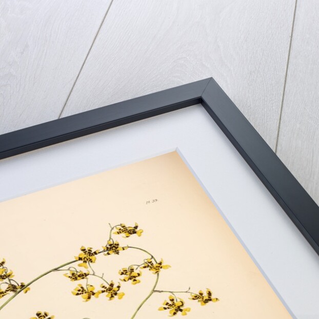 Oncidium wentworthaninum by Maxim Gauci after Augusta Innes Withers