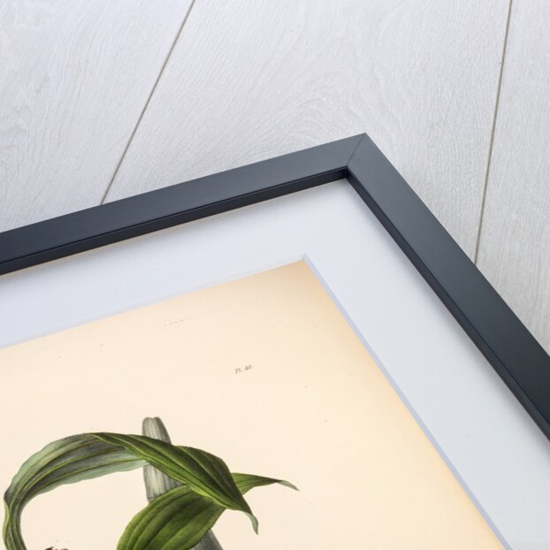 Cycnoches egertonianum by Maxim Gauci after Sarah Anne Drake