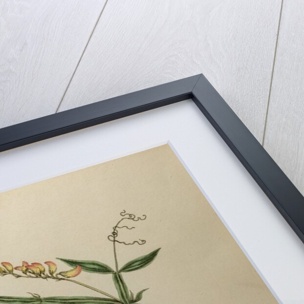 Everlasting pea or chickling vetch by Johann Sebastian Müller