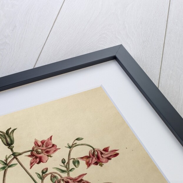 Aquilegia by Johann Sebastian Müller