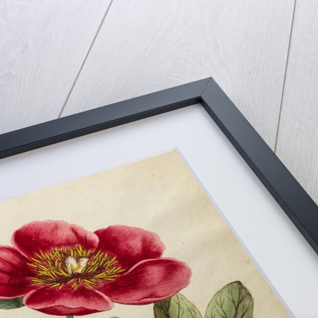 Peony by Johann Sebastian Müller