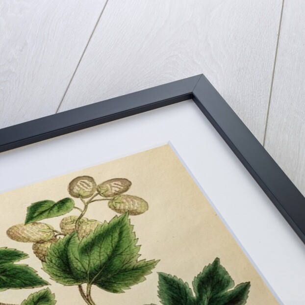 Hop by Johann Sebastian Müller