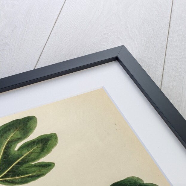 Fig by Johann Sebastian Müller