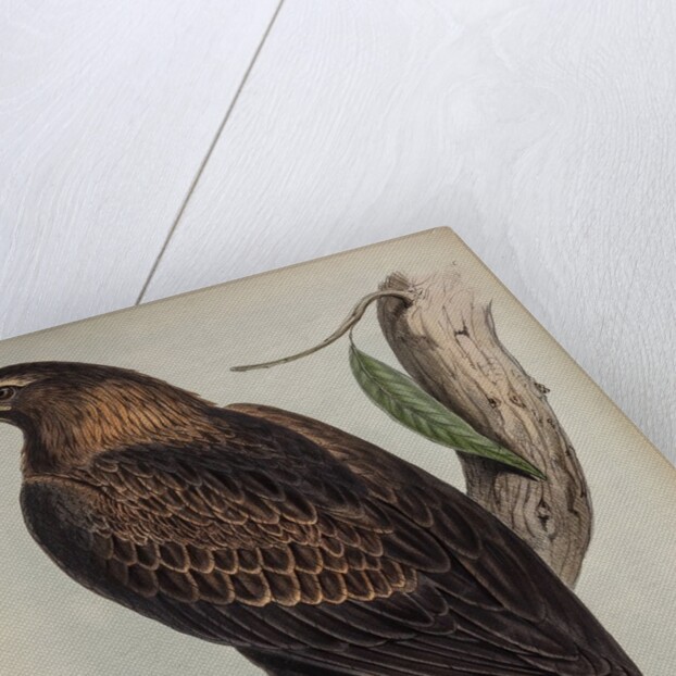 Wedge-tailed eagle by Henry Constantine Richter; Charles Joseph Hullmandel