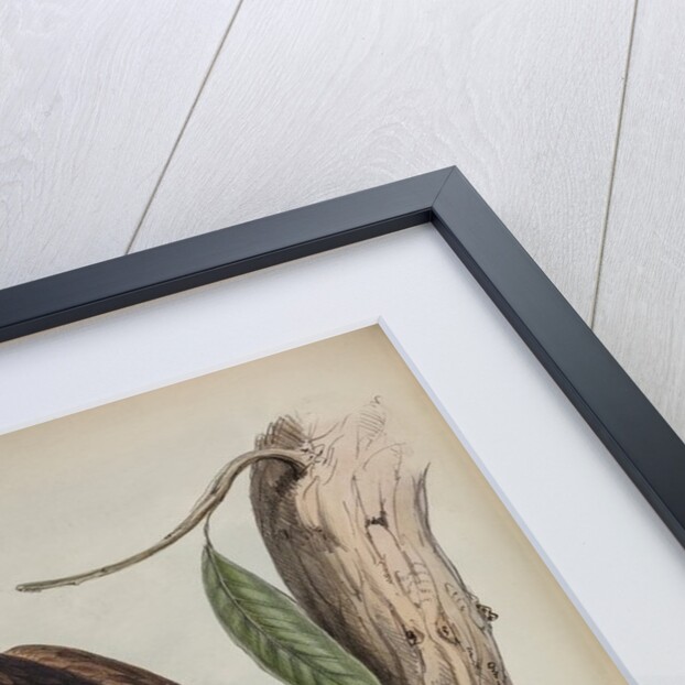 Wedge-tailed eagle by Henry Constantine Richter; Charles Joseph Hullmandel