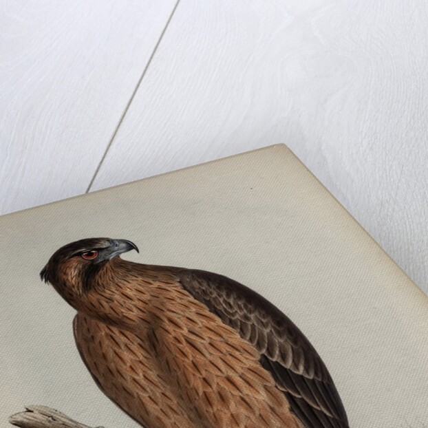 Little Australian eagle by Henry Constantine Richter; Charles Joseph Hullmandel